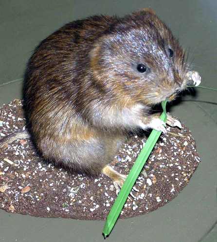 Water.vole.arp.jpg &copy; Adrian Pingstone