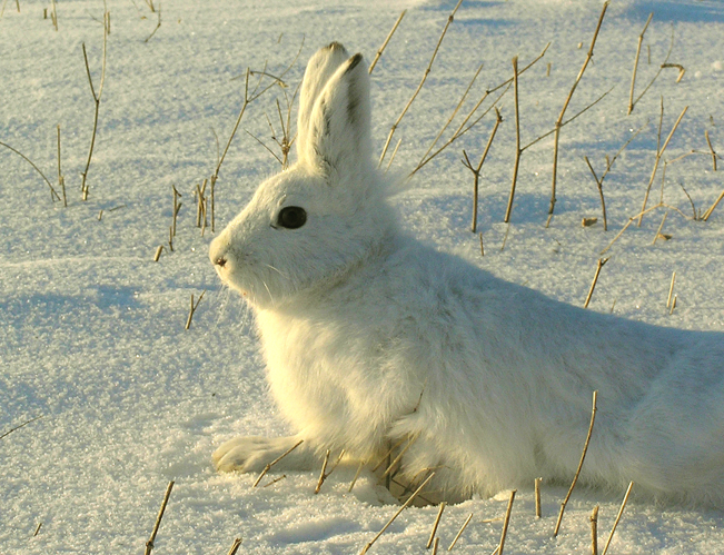 Lepus timidus in Volgograd Oblast.jpg &copy; Правительство Волгоградской области