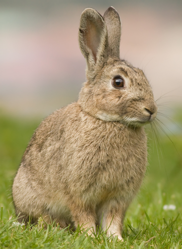 Oryctolagus cuniculus Tasmania 2 (cropped).jpg &copy; JJ Harrison