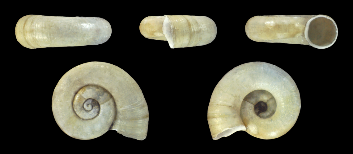 Valvata cristata 01.jpg &copy; H. Zell