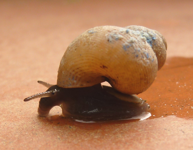 Pomatias elegans lateral.JPG &copy; Bestiasonica