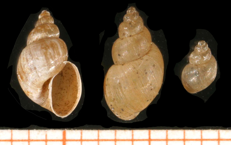 Galba truncatula.jpg &copy; Francisco Welter Schultes, modified by Michal Maňas (User:snek01)