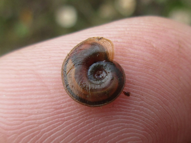 Planorbis carinatus (Planorbidae), Elst (Gld), the Netherlands.jpg &copy; This image is created by user B. Schoenmakers at Waarneming.nl, a source of nature observations in the Netherlands.