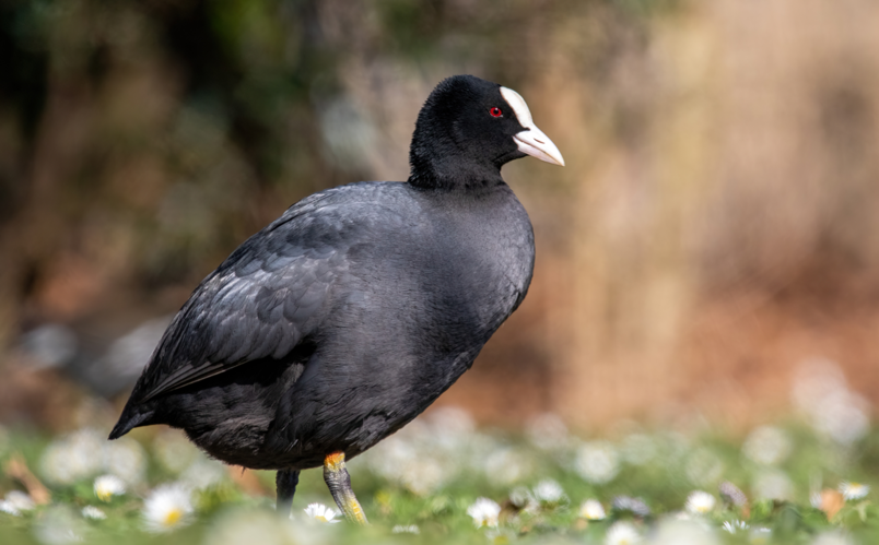 Fulica atra Georges-Valbon 01.jpg &copy; Alexis Lours
