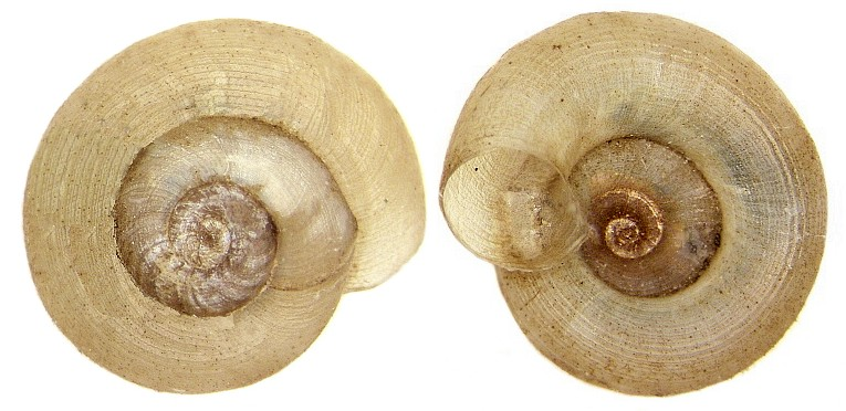 Gyraulus albus (O.F.Müller, 1774) (2999354585).jpg &copy; Udo Schmidt from Deutschland