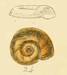 Planorbis marginatus (Sowerby).jpg &copy; George Brettingham Sowerby II