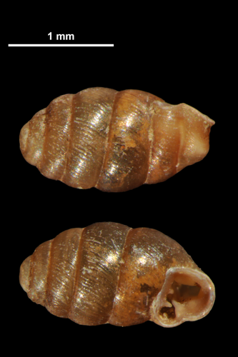 Vertigo angustior (MNHN-IM-2010-13306).jpeg &copy; Gargominy O.