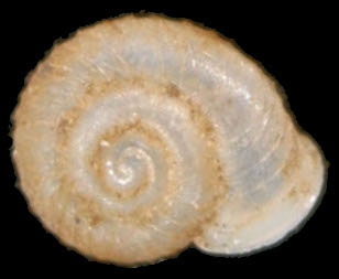 Vallonia costata shell.jpg &copy; Francisco Welter Schultes