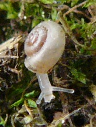Vallonia pulchella.jpg &copy; Michal Maňas