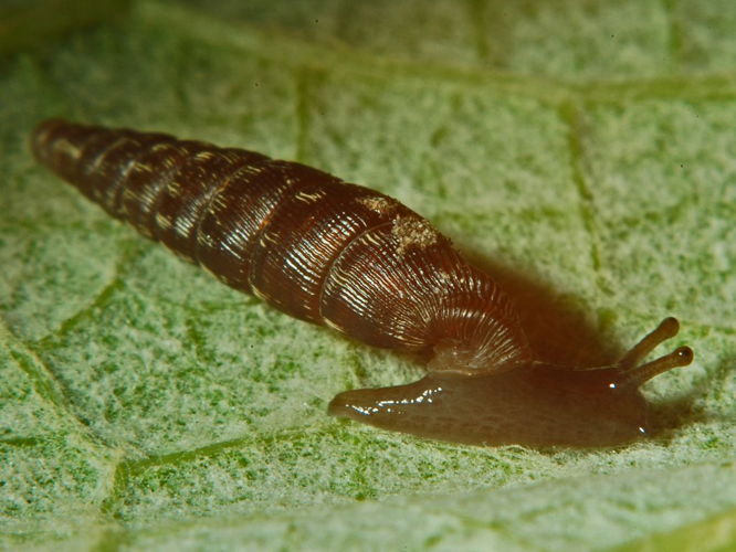 Clausiliidae - Clausilia bidentata crenulata-5.JPG &copy; Hectonichus