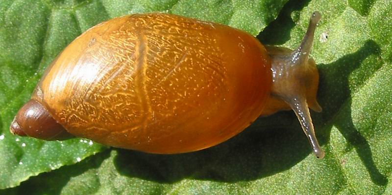 Succinea putris 2.jpg &copy; Michal Maňas