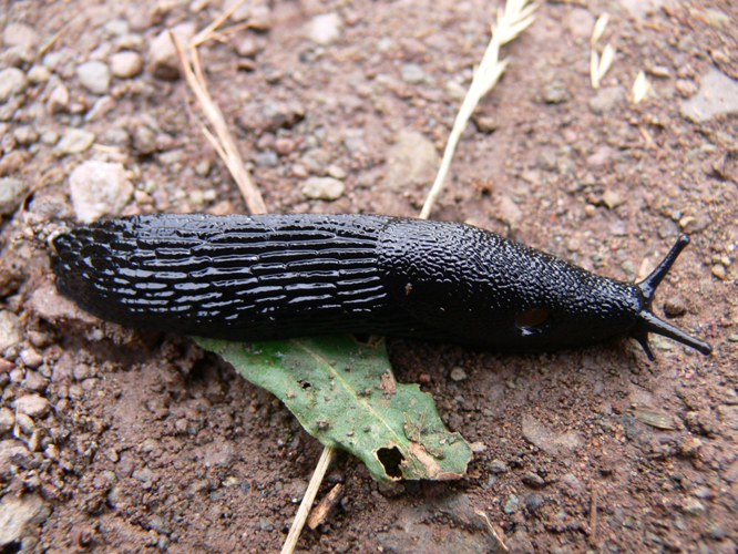 Black Slug.jpg &copy; Prashanthns