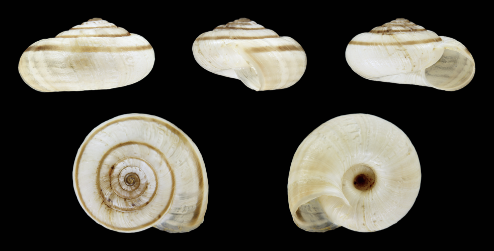 Helicella itala 01.JPG &copy; H. Zell