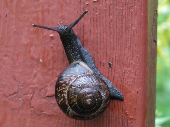 Snail on fence.jpg &copy; Commons