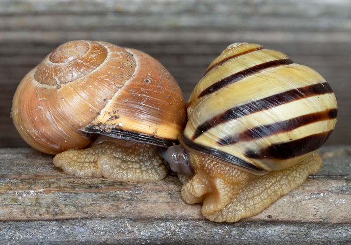 Cepaea nemoralis Paarung-20230314-RM-110511.jpg &copy; Ermell