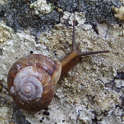 Helicigona lapicida PaR cropped.JPG &copy; User:Jymm, (cropped by user:Snek01)
