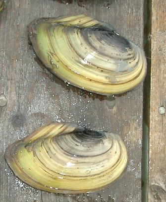 Anodonta cygnea1.jpg &copy; Boldie