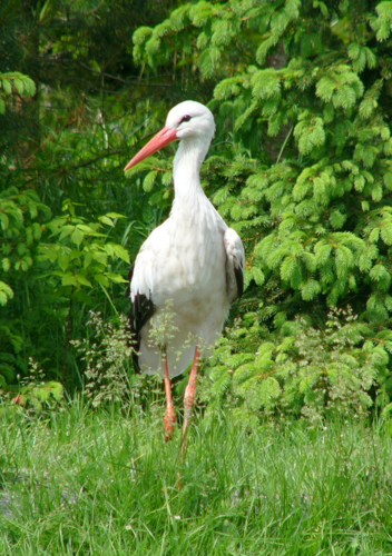 Ciconia ciconia.jpg &copy; Krzysztof Kin