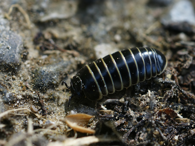 Glomeris marginata (habitus).jpg &copy; Hans Hillewaert