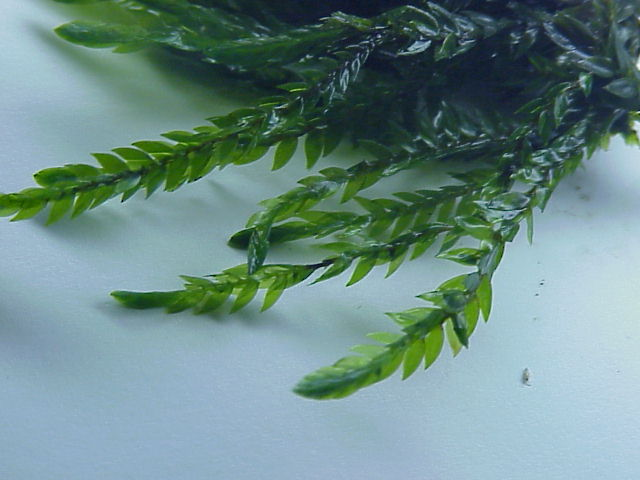 Fontinalis antipyretica2.jpg &copy; Topjabot