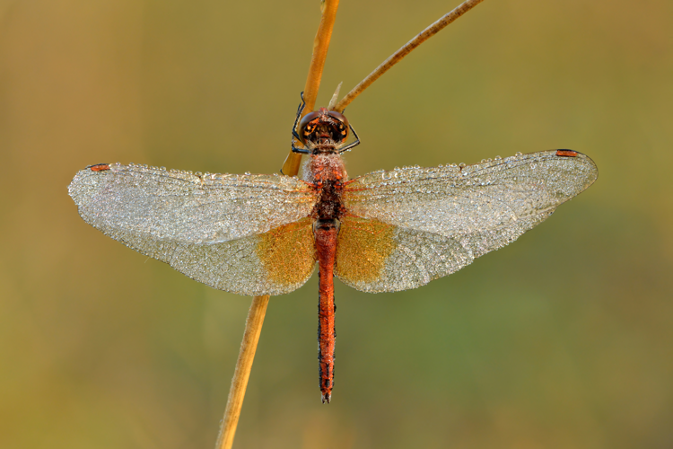 Sympetrum flaveolum male - Kulna.jpg &copy; Ivar Leidus