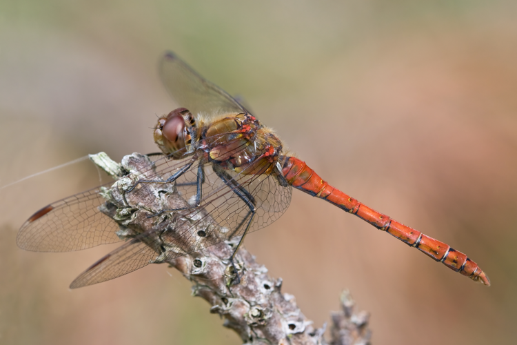 Sympetrum striolatum 3(loz).jpg &copy; Loz (L. B. Tettenborn)