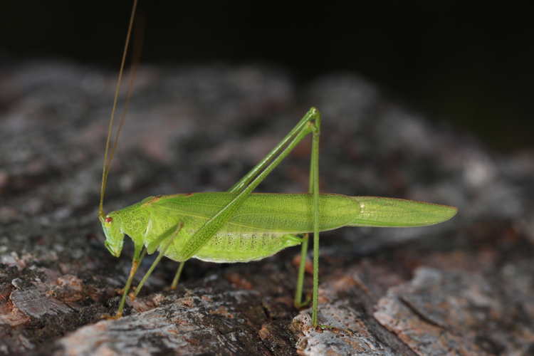 Gemeine Sichelschrecke Phaneroptera falcata 1.jpg &copy; Holger Krisp