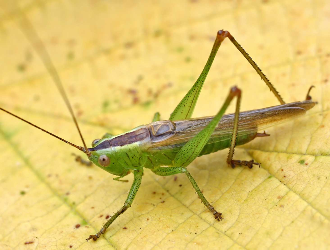 Conocephalus fuscus01.jpg &copy; Commons