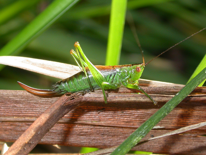 Conocephalus dorsalis (2389018854).jpg &copy; Gilles San Martin from Namur, Belgium