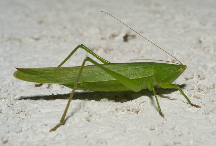 Ruspolia nitidula02.jpg &copy; Kulac