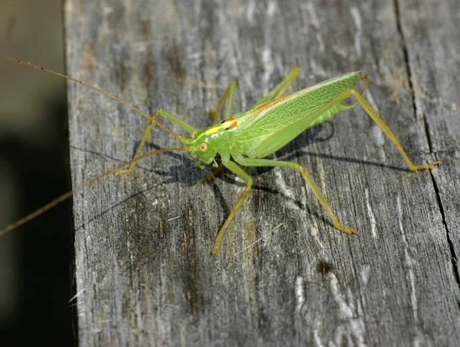 Meconema thalassinum01.jpg &copy; Commons