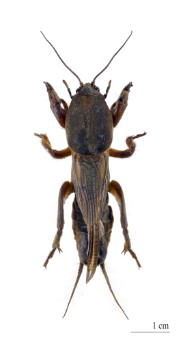 Gryllotalpa gryllotalpa MHNT.jpg &copy; Didier Descouens