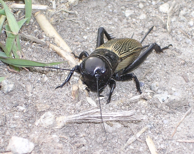 Gryllus campestris 3.jpg &copy; Roberto Zanon