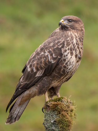 Common Buzzard by caroline legg (cropped).jpg &copy; caroline legg