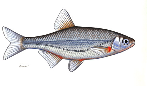 Alburnoides bipunctatus sujtásos küsz.jpg &copy; Zsoldos Márton