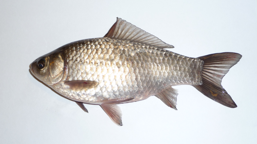 Carassius gibelio 2008 G1.jpg &copy; George Chernilevsky