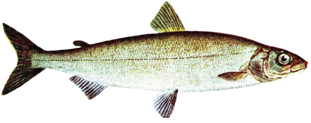 Sik, Iduns kokbok.jpg &copy; see Iduns kokbok