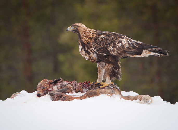 Maakotka (Aquila chrysaetos) by Jarkko Järvinen.jpg &copy; Jarkko Järvinen