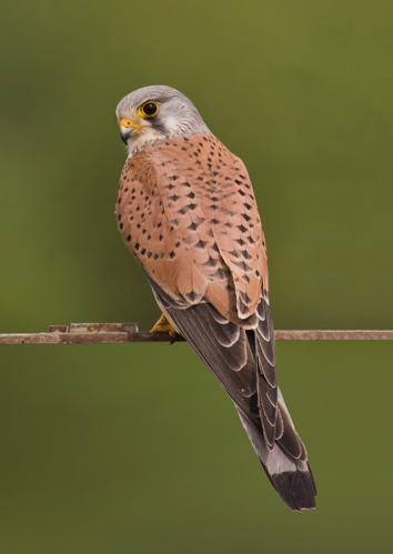Common kestrel falco tinnunculus.jpg &copy; Andreas Trepte