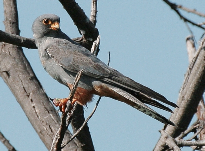 Rotfußfalke Falco vespertinus.jpg &copy; Jutta Luft