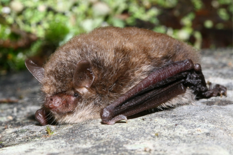 Myotis alcathoe - Manuel Ruedi - 2.JPG &copy; Manuel Ruedi (Natural History Museum of Geneva)