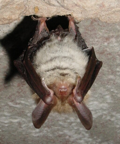 Vespertilion bechstein.jpg &copy; Parc naturel régional des Vosges du Nord