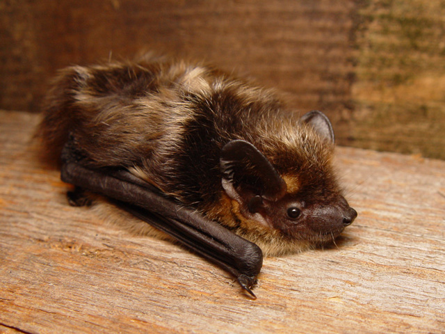 Eptesicus nilssoni.jpg &copy; Mnolf