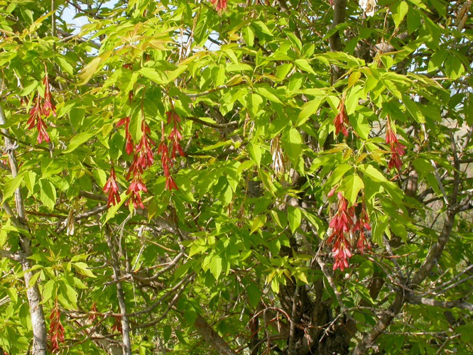 Acer negundo Bozeman 1.jpg &copy; Matt Lavin from Bozeman, Montana, USA