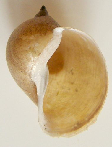 Lymnea auricularia1pl.jpg &copy; Aung~commonswiki
