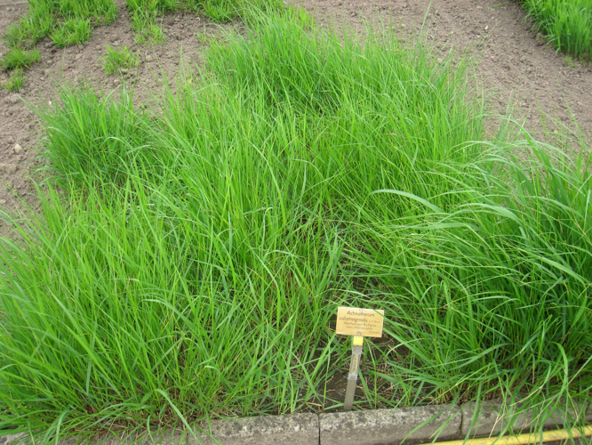 Achnatherum calamagrostis - Berlin Botanical Garden - IMG 8584.JPG &copy; Daderot