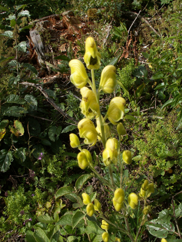 Aconitum anthora.jpg &copy; Photographe : Michel TASSON