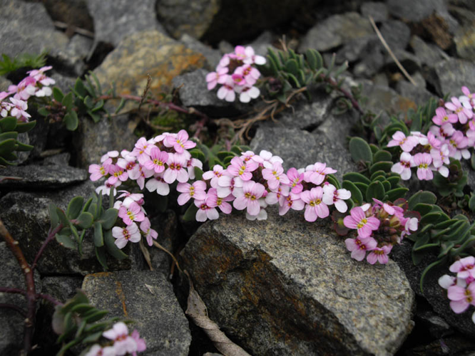 Aethionema saxatile 2.JPG &copy; Ghislain118 http://www.fleurs-des-montagnes.net