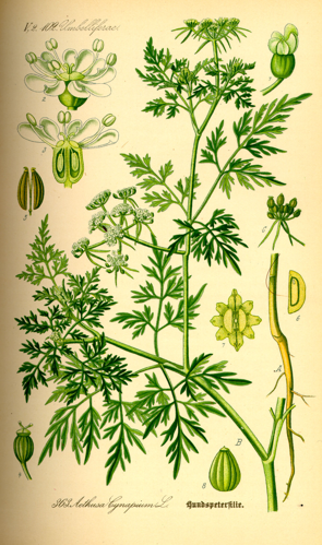 Illustration Aethusa cynapium0.jpg &copy; Commons