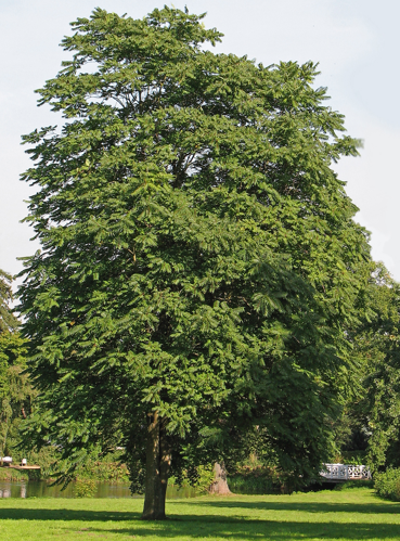 Götterbaum (Ailanthus altissima).jpg &copy; Darkone (talk · contribs)